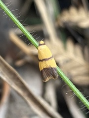 Heteroteucha translatella