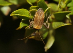Phytocoris ramosus