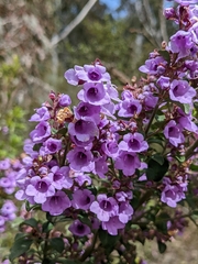 Prostanthera rotundifolia