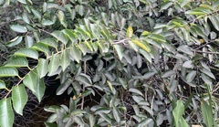 Sclerocroton integerrimus