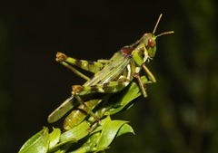Bootettix argentatus