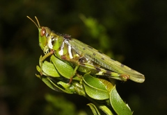 Bootettix argentatus