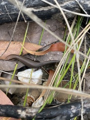 Lampropholis