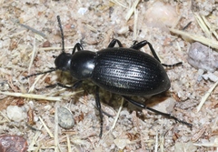 Eleodes carbonaria