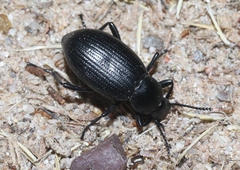Eleodes carbonaria