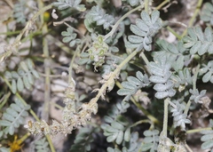 Dalea lanata