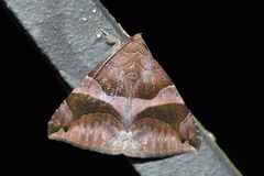 Bastilla arcuata