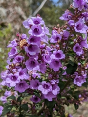 Prostanthera rotundifolia