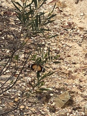 Danaus petilia