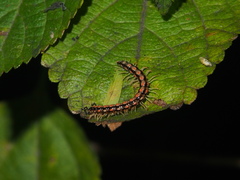 Helicorthomorpha holstii