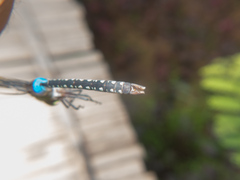 Anax guttatus