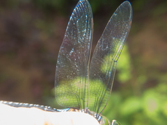 Anax guttatus