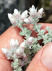 Atrichantha gemmifera