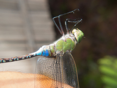 Anax guttatus