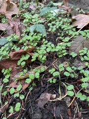 Chrysosplenium glechomifolium