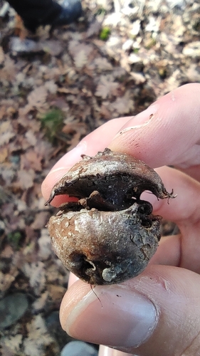 Andricus pictus