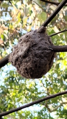 Crematogaster rogenhoferi