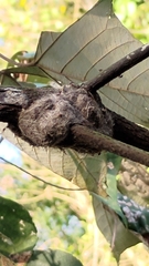 Crematogaster rogenhoferi