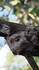 Crematogaster rogenhoferi