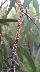 Eriococcus coriaceus