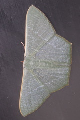 Thalassodes immissaria