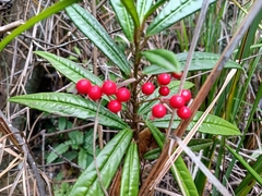 Ardisia lindleyana