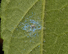 Dialeuropora decempuncta