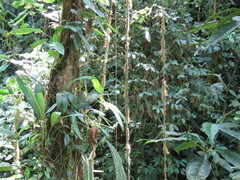 Socratea exorrhiza