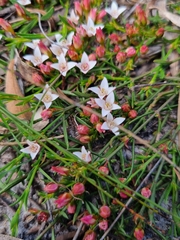 Cyanothamnus nanus