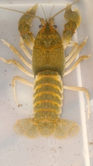 Cambarus obstipus