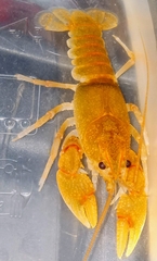 Cambarus obstipus
