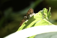 Odontoptilum