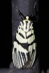 Heortia vitessoides