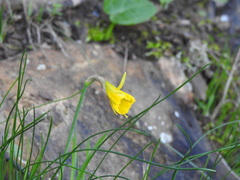 Narcissus bulbocodium