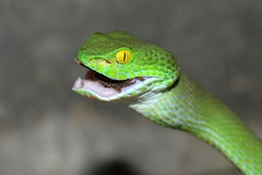Trimeresurus macrops