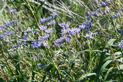 Aster tataricus