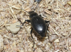 Eleodes carbonaria