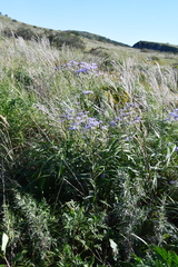 Aster tataricus