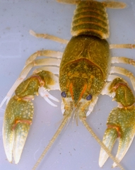 Cambarus obstipus