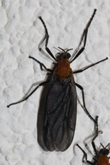 Plecia