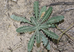 Mentzelia multiflora