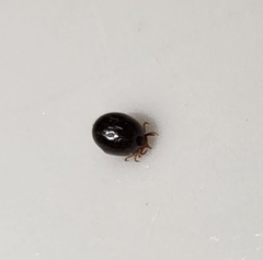 Ixodidae