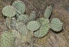 Opuntia macrocentra