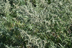 Artemisia umbrosa