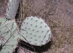 Opuntia macrocentra