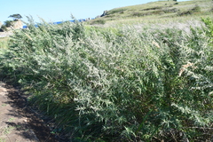 Artemisia umbrosa