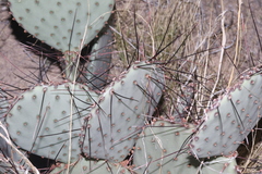 Opuntia macrocentra
