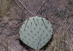 Opuntia macrocentra