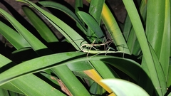 Libethra