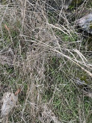 Arabidopsis thaliana